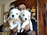 Bembeyaz Maltese Terri̇er 0 Numara