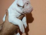 ÜST KALITE DOGO YAVRULAR