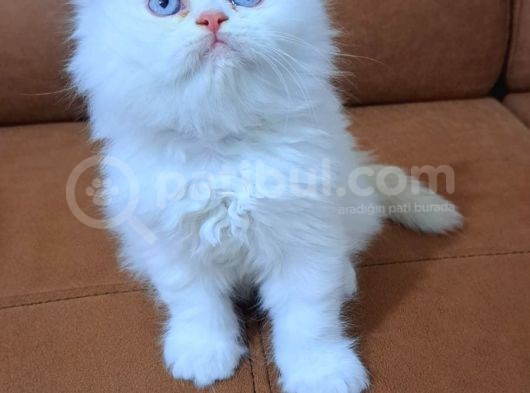 Yavru Kedilerimiz Evinizin Neşesi Olacaktır görsel