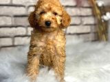 Secereli̇ Ve Dost Canlisi Toy Poodle
