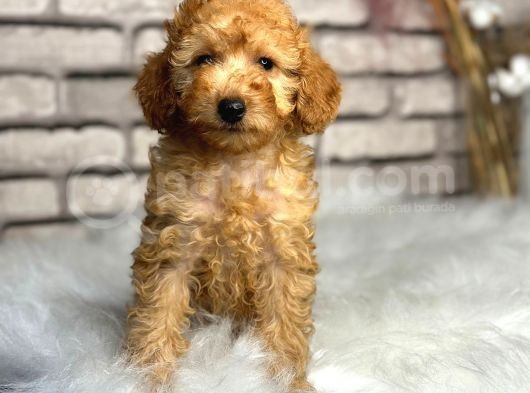 Secereli̇ Ve Dost Canlisi Toy Poodle görsel