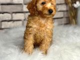 Secereli̇ Ve Dost Canlisi Toy Poodle