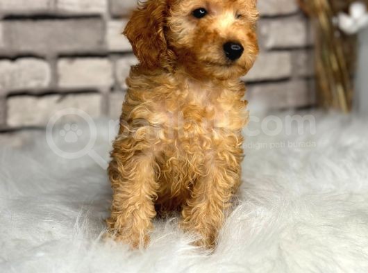 Secereli̇ Ve Dost Canlisi Toy Poodle görsel