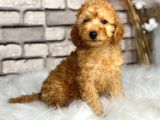 SECERELİ VE DOST CANLISI TOY POODLE