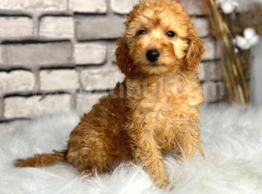 Secereli̇ Ve Dost Canlisi Toy Poodle