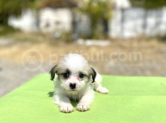 0 No Morkie Oğlumuz görsel