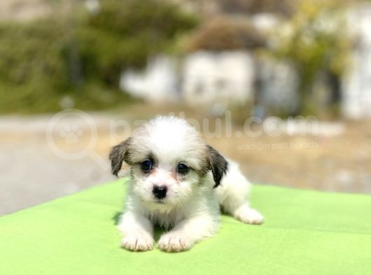 0 No Morkie Oğlumuz görsel
