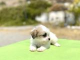0 No Morkie Oğlumuz