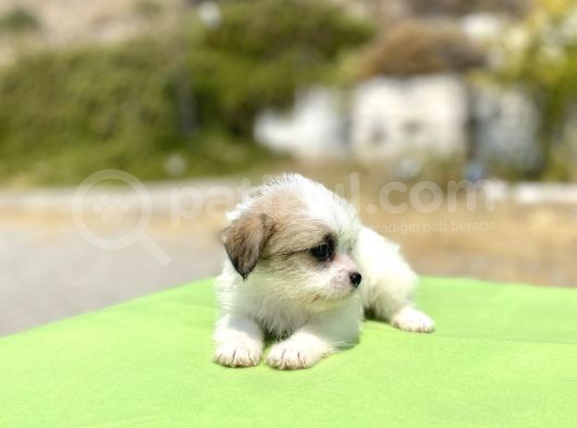 0 No Morkie Oğlumuz görsel