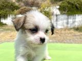 0 No Morkie Oğlumuz