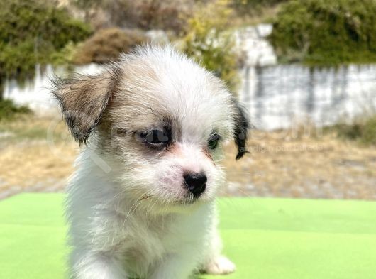 0 No Morkie Oğlumuz görsel
