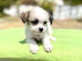 0 No Morkie Oğlumuz