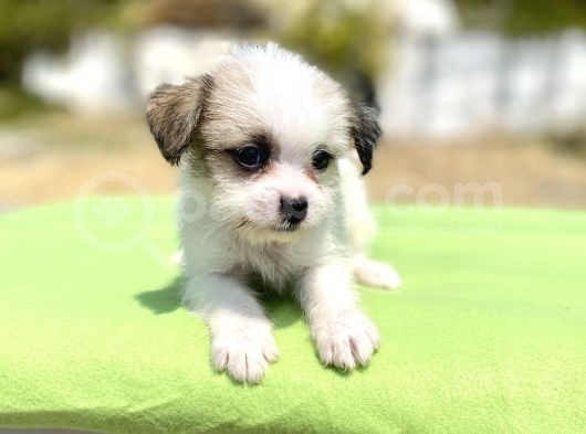 0 No Morkie Oğlumuz görsel