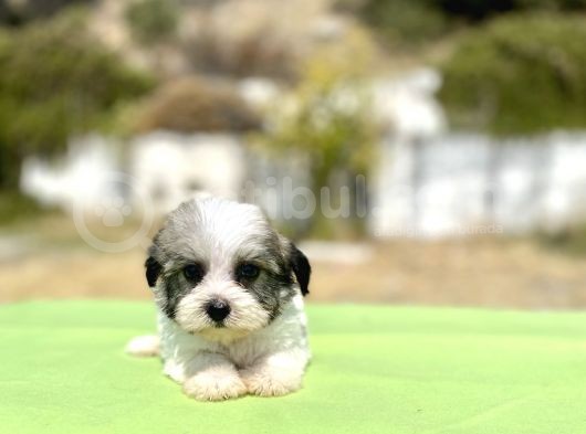 Blue Gen Hattında Morkie Oğlumuz görsel