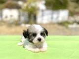 Blue Gen Hattında Morkie Oğlumuz