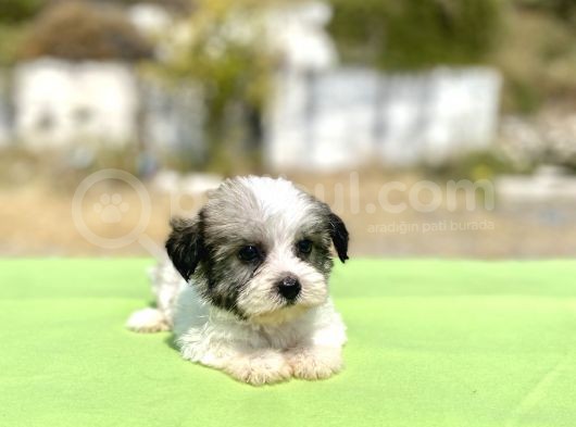 Blue Gen Hattında Morkie Oğlumuz görsel