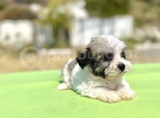 Blue Gen Hattında Morkie Oğlumuz görsel