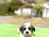 Blue Gen Hattında Morkie Oğlumuz