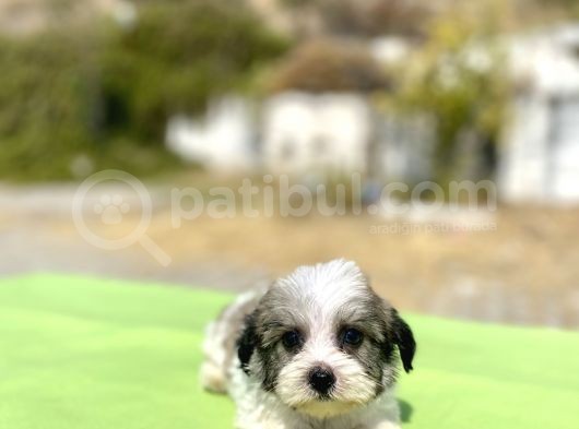 Blue Gen Hattında Morkie Oğlumuz görsel