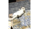 Dişi 15 aylık kedi