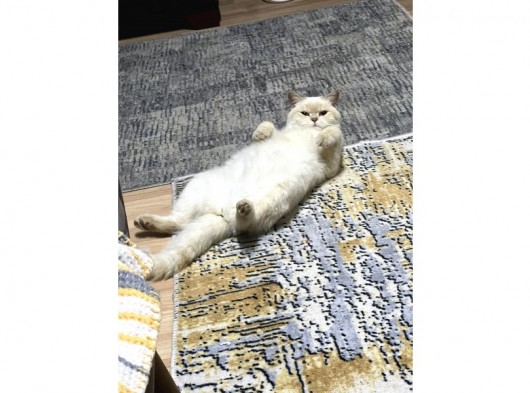 Dişi 15 Aylık Kedi