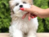 Treecolor Orjinal Morkie