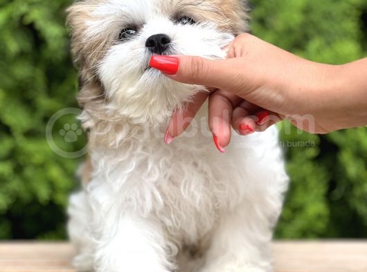 Treecolor Orjinal Morkie görsel