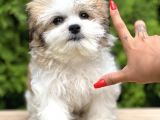 Treecolor Orjinal Morkie