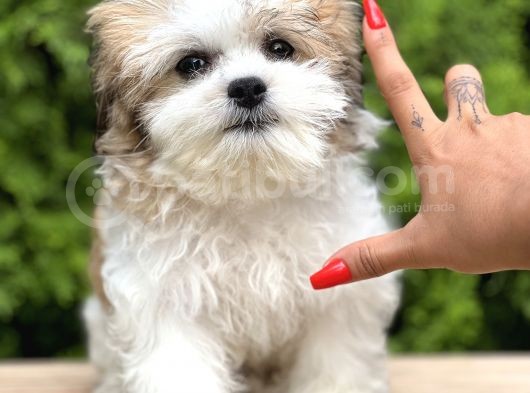 Treecolor Orjinal Morkie