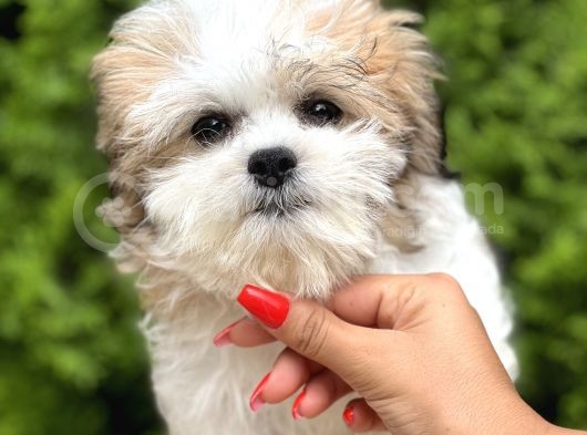 Treecolor Orjinal Morkie görsel