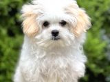 Dizayn Irk Morkie Güzelliği