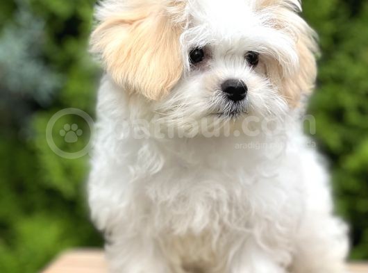 Dizayn Irk Morkie Güzelliği görsel