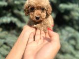 Orjinal Red Maltıpoo