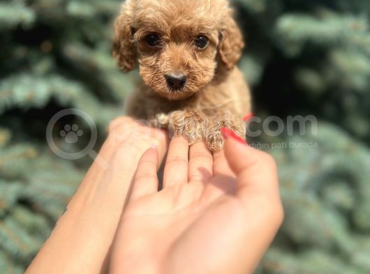 Orjinal Red Maltıpoo görsel