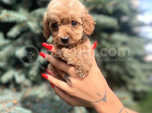 Orjinal Red Maltıpoo görsel