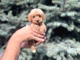 Orjinal Red Maltıpoo