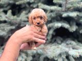 Orjinal Red Maltıpoo