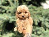 Teacup Babyface Maltıpoo