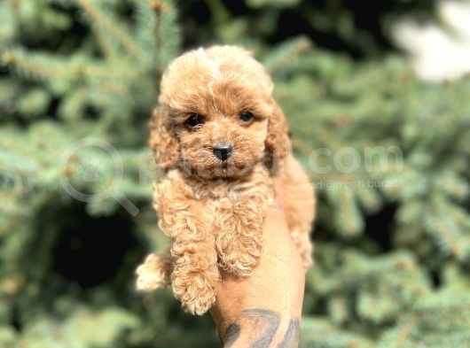 Teacup Babyface Maltıpoo görsel