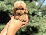 Teacup Babyface Maltıpoo