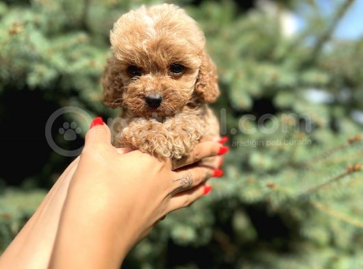 Teacup Babyface Maltıpoo görsel