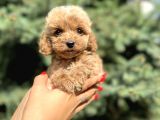 Teacup Babyface Maltıpoo