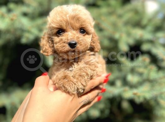 Teacup Babyface Maltıpoo görsel