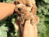Teacup BabyFace Maltıpoo