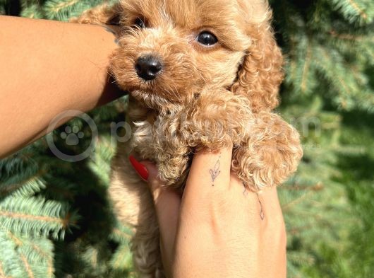 Teacup Babyface Maltıpoo