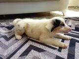 Eğitimli Ve Aşılı Yavru Blue Merle Border Collie