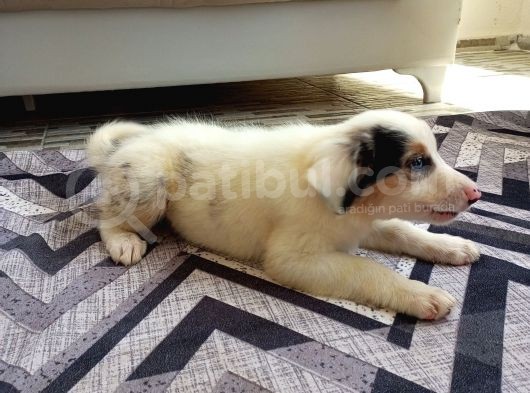 Eğitimli Ve Aşılı Yavru Blue Merle Border Collie görsel