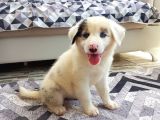 Eğitimli Ve Aşılı Yavru Blue Merle Border Collie