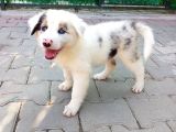 Eğitimli ve Aşılı Yavru Blue Merle Border Collie
