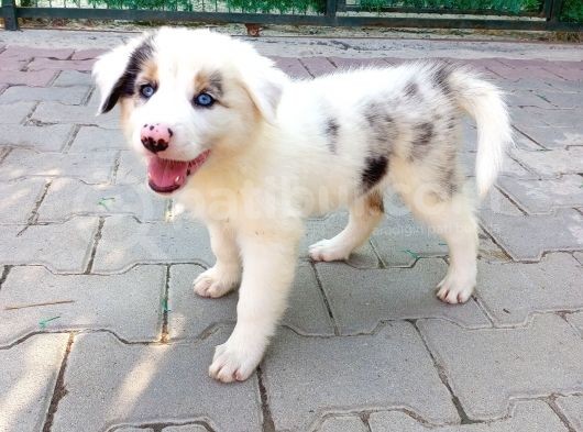 Eğitimli Ve Aşılı Yavru Blue Merle Border Collie
